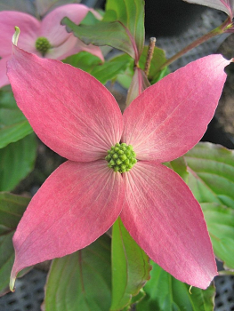 Cornus kousa Beni Fuji - Blumen- Hartriegel Beni Fuji